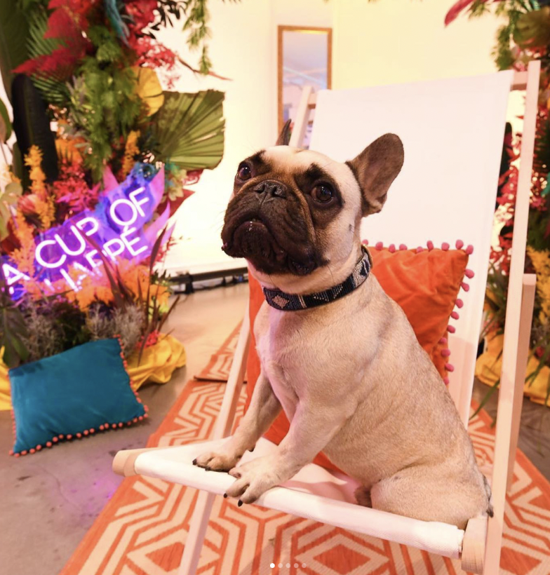 A dog on a swing